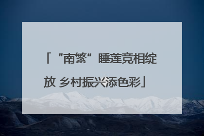 “南繁”睡莲竞相绽放 乡村振兴添色彩
