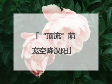 “顶流”萌宠空降汉阳