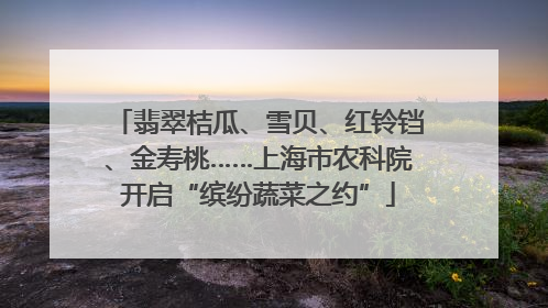 翡翠桔瓜、雪贝、红铃铛、金寿桃……上海市农科院开启“缤纷蔬菜之约”