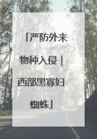 严防外来物种入侵｜西部黑寡妇蜘蛛