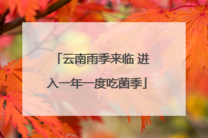 云南雨季来临 进入一年一度吃菌季