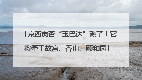 京西贡杏“玉巴达”熟了！它将牵手故宫、香山、颐和园