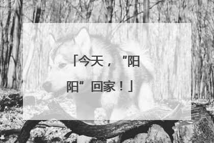 今天，“阳阳”回家！