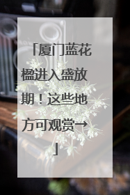 厦门蓝花楹进入盛放期！这些地方可观赏→