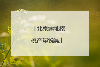 北京露地樱桃产量锐减