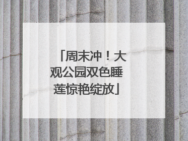 周末冲！大观公园双色睡莲惊艳绽放