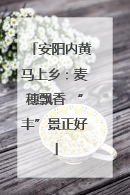 安阳内黄马上乡：麦穗飘香 “丰”景正好