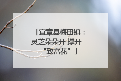 宜章县梅田镇：灵芝朵朵开 撑开“致富花”