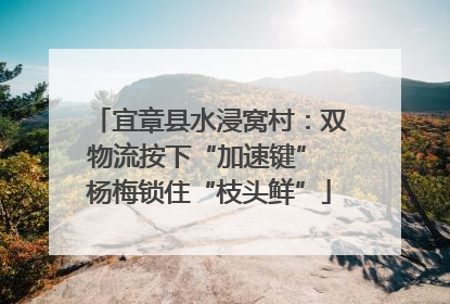 宜章县水浸窝村：双物流按下“加速键” 杨梅锁住“枝头鲜”
