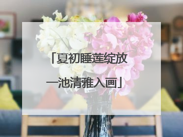 夏初睡莲绽放 一池清雅入画