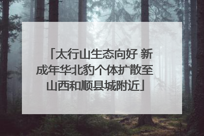 太行山生态向好 新成年华北豹个体扩散至山西和顺县城附近