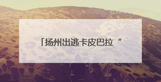扬州出逃卡皮巴拉“豆包”公开征婚：无须彩礼且有正式编制