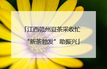 江西赣州夏茶采收忙 “新茶勃发”助振兴