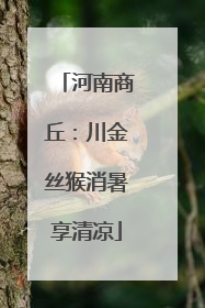 河南商丘：川金丝猴消暑享清凉