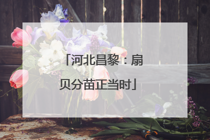 河北昌黎：扇贝分苗正当时