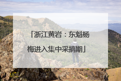 浙江黄岩：东魁杨梅进入集中采摘期