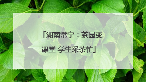 湖南常宁：茶园变课堂 学生采茶忙