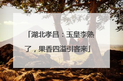 湖北孝昌：玉皇李熟了，果香四溢引客来