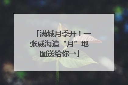 满城月季开！一张威海追“月”地图送给你→