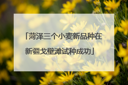 菏泽三个小麦新品种在新疆戈壁滩试种成功