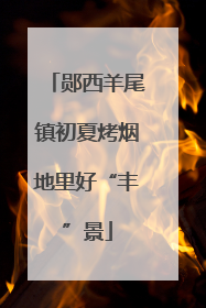 郧西羊尾镇初夏烤烟地里好“丰”景