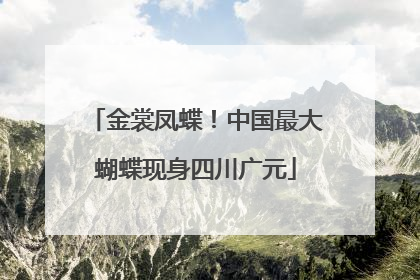 金裳凤蝶！中国最大蝴蝶现身四川广元
