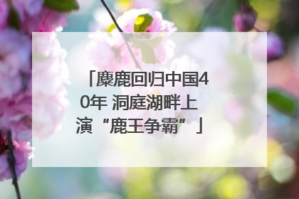 麋鹿回归中国40年 洞庭湖畔上演“鹿王争霸”